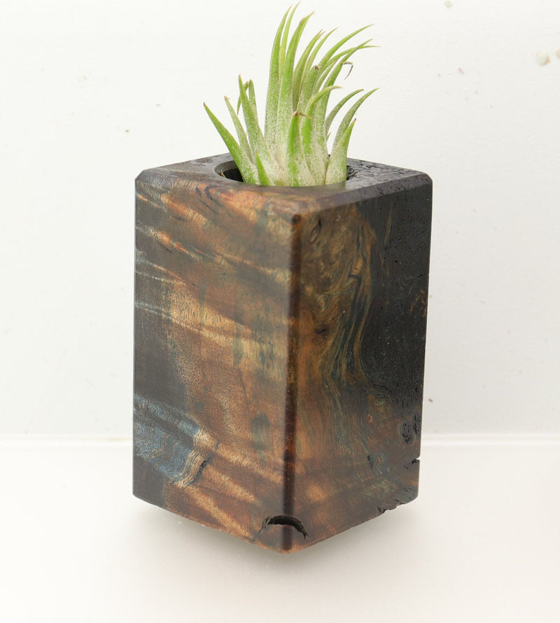 Wood Burl  Air Plant Holder - Audrina (Wood Burl, 695955)