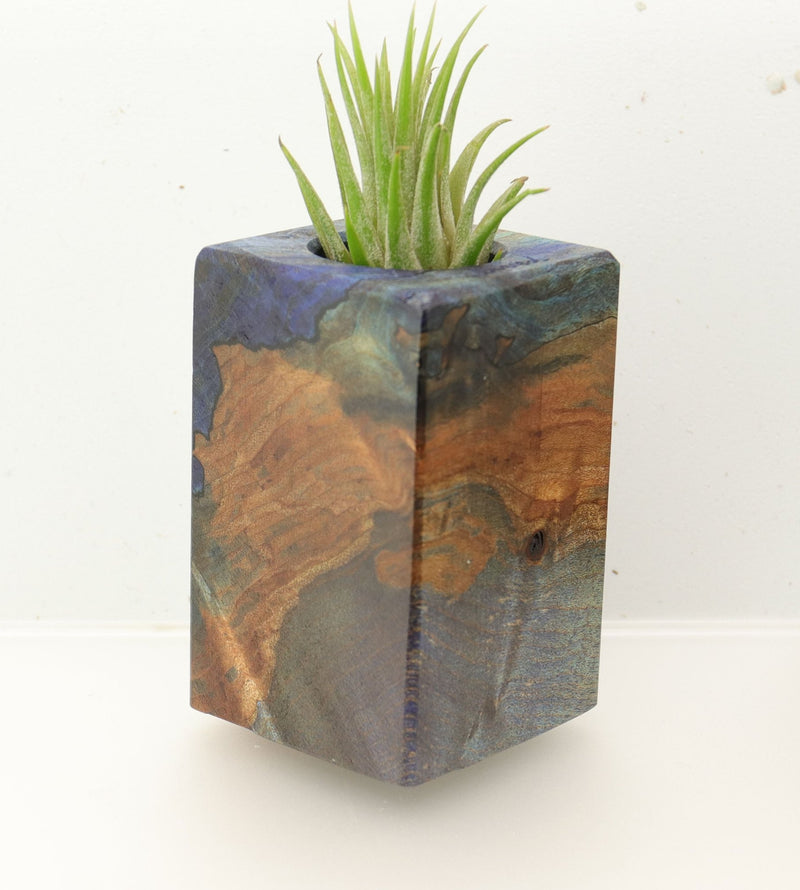 Wood Burl  Air Plant Holder - Irene (Wood Burl, 695958)