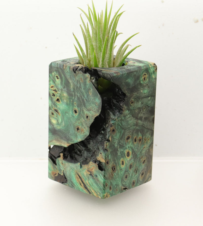 Wood Burl  Air Plant Holder - Jeanette (Wood Burl, 695961)