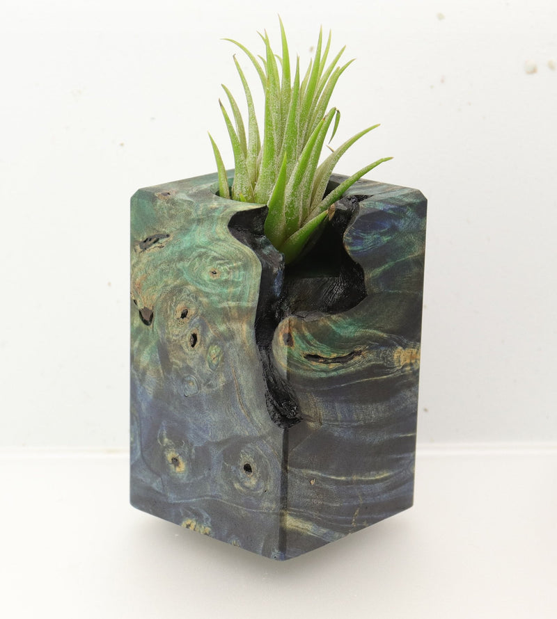 Wood Burl  Air Plant Holder - Rodney (Wood Burl, 695962)