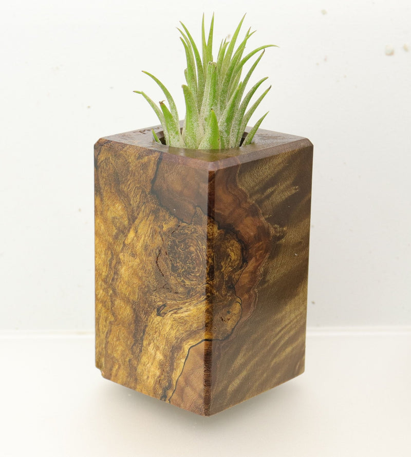 Wood Burl  Air Plant Holder - Caitlyn (Wood Burl, 695963)