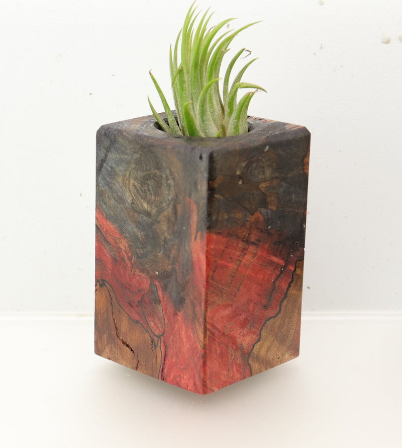 Wood Burl  Air Plant Holder - Iris (Wood Burl, 695964)