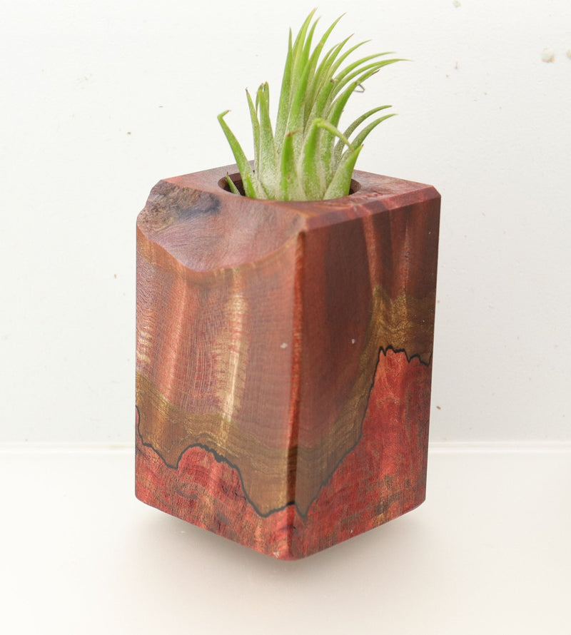 Wood Burl  Air Plant Holder - Trinity (Wood Burl, 695965)