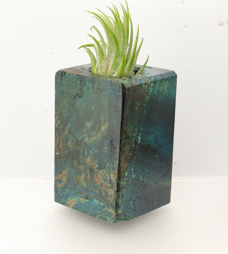 Wood Burl  Air Plant Holder - Nayeli (Wood Burl, 695966)