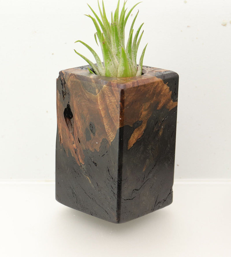 Wood Burl  Air Plant Holder - Lawson (Wood Burl, 695967)