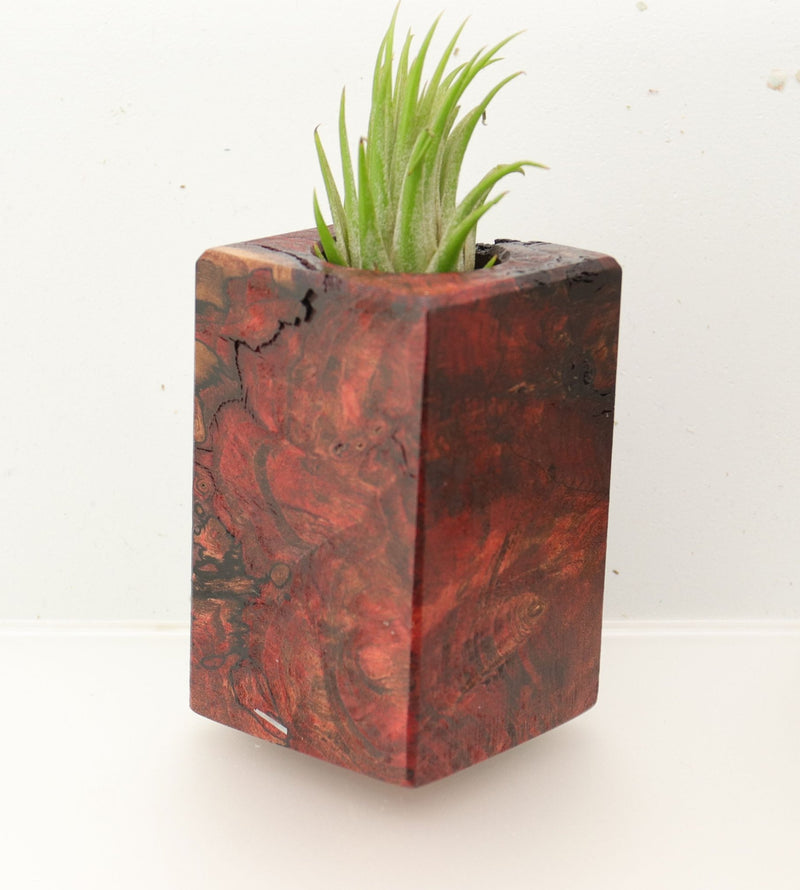 Wood Burl  Air Plant Holder - Judah (Wood Burl, 695969)