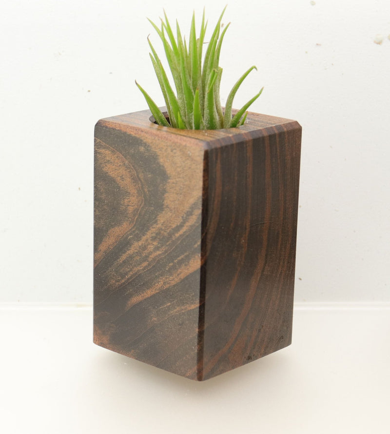 Wood Burl  Air Plant Holder - Emil (Wood Burl, 695970)