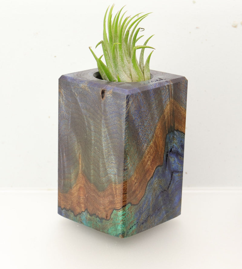Wood Burl  Air Plant Holder - Glen (Wood Burl, 695971)