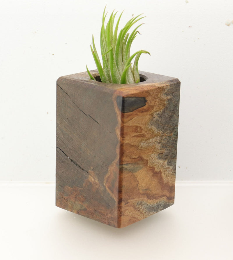 Wood Burl  Air Plant Holder - Giuliana (Wood Burl, 695973)