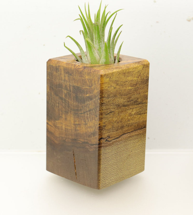 Wood Burl  Air Plant Holder - Savannah (Wood Burl, 695974)