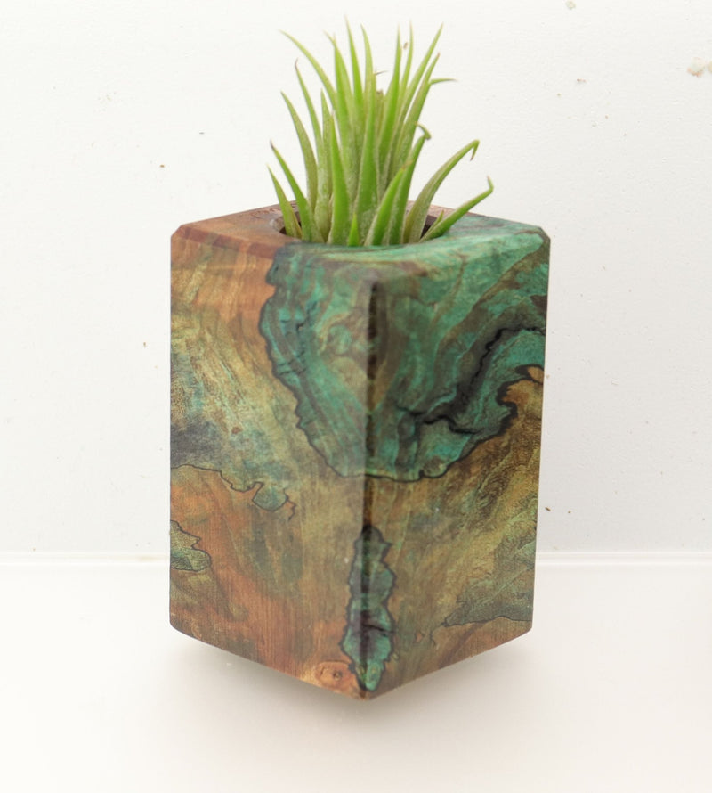 Wood Burl  Air Plant Holder - Kaylin (Wood Burl, 695976)
