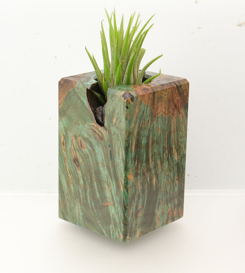 Wood Burl  Air Plant Holder - Jean (Wood Burl, 695977)