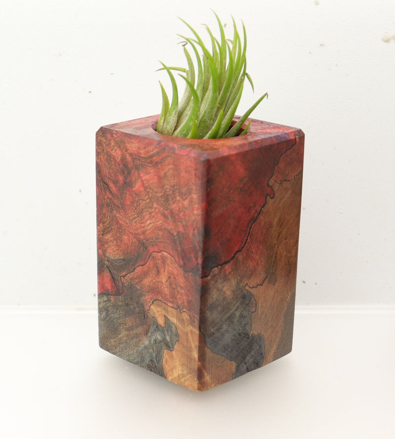 Wood Burl  Air Plant Holder - Nolan (Wood Burl, 695978)