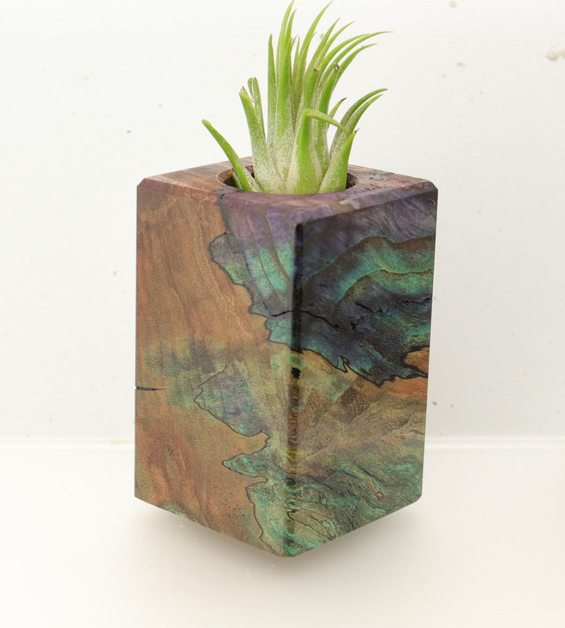 Wood Burl  Air Plant Holder - Ezekiel (Wood Burl, 695979)