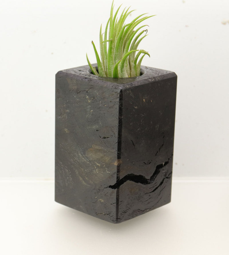 Wood Burl  Air Plant Holder - Joe (Wood Burl, 695980)