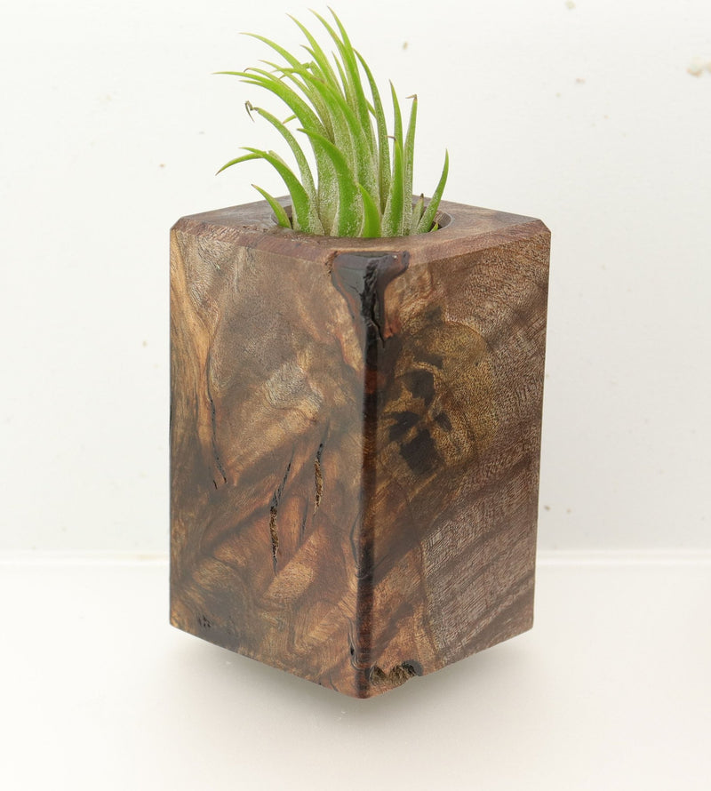 Wood Burl  Air Plant Holder - Drake (Wood Burl, 695981)