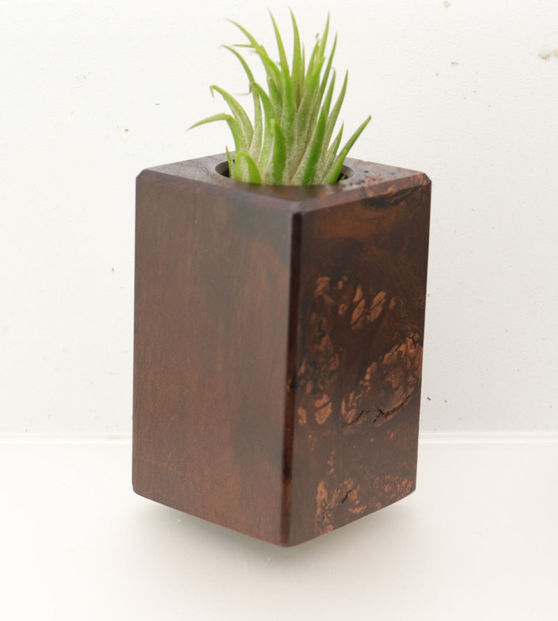 Wood Burl  Air Plant Holder - Amari (Wood Burl, 695982)