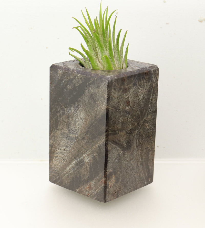 Wood Burl  Air Plant Holder - Asher (Wood Burl, 695983)