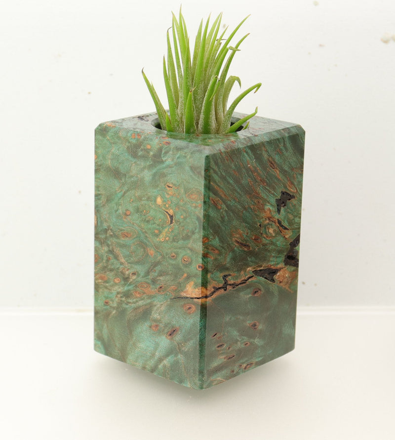 Wood Burl  Air Plant Holder - David (Wood Burl, 695984)