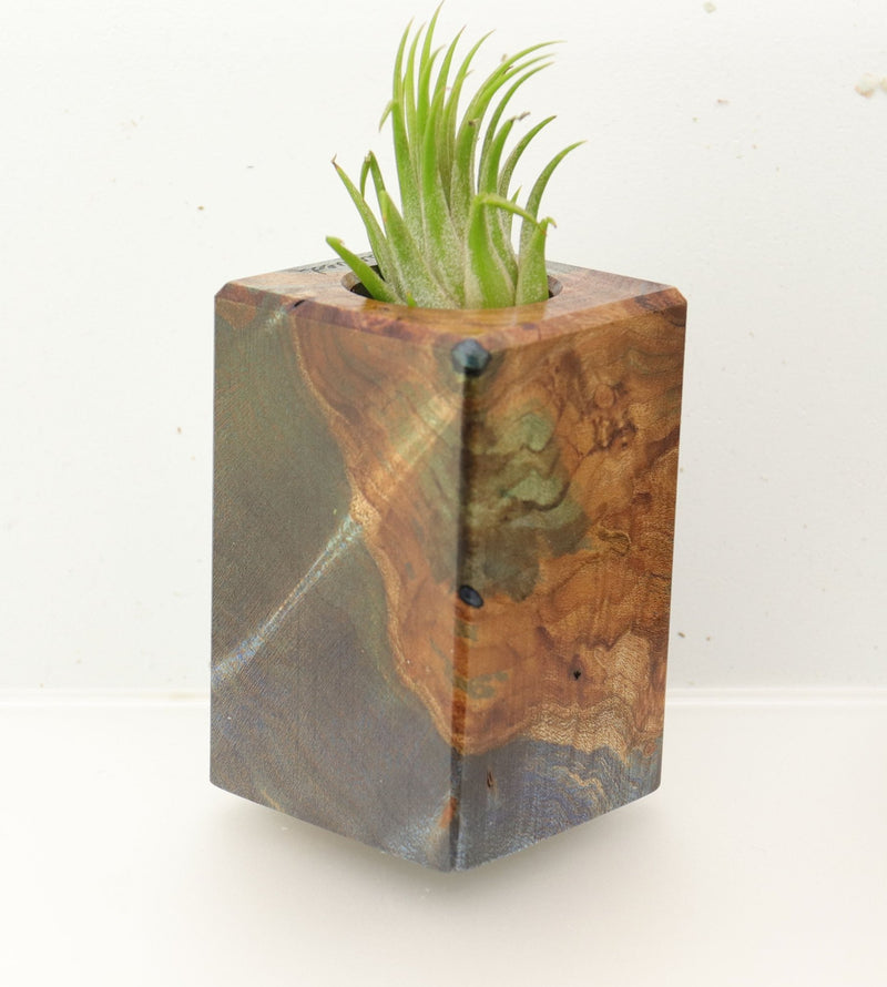 Wood Burl  Air Plant Holder - Gideon (Wood Burl, 695985)