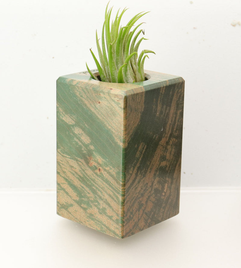 Wood Burl  Air Plant Holder - Ebony (Wood Burl, 695986)