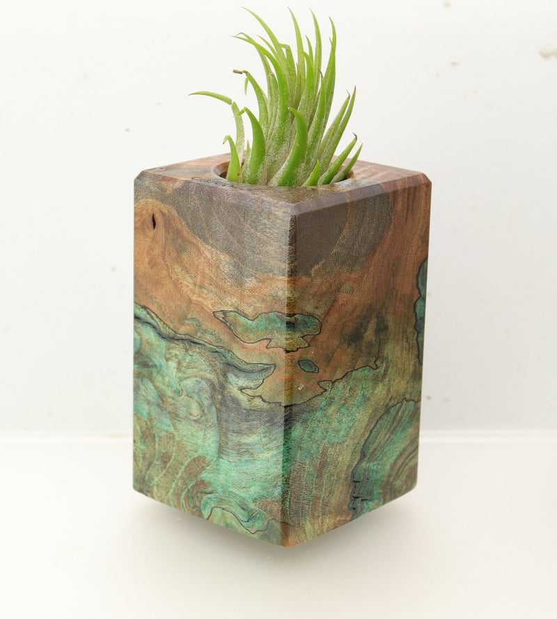 Wood Burl  Air Plant Holder - Lucy (Wood Burl, 695988)