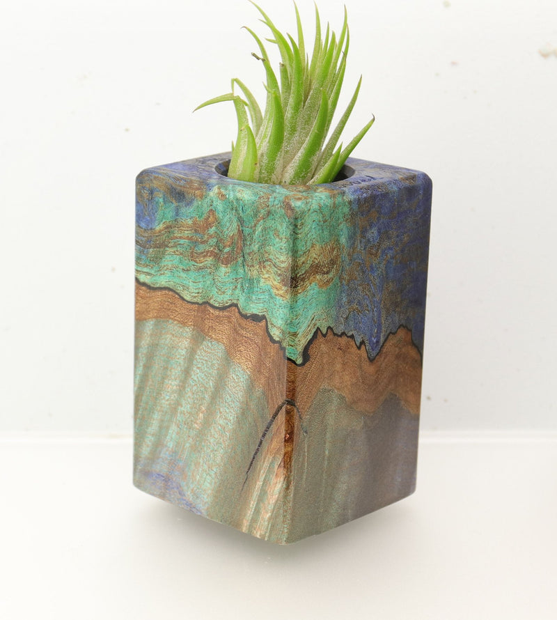 Wood Burl  Air Plant Holder - Heath (Wood Burl, 695989)
