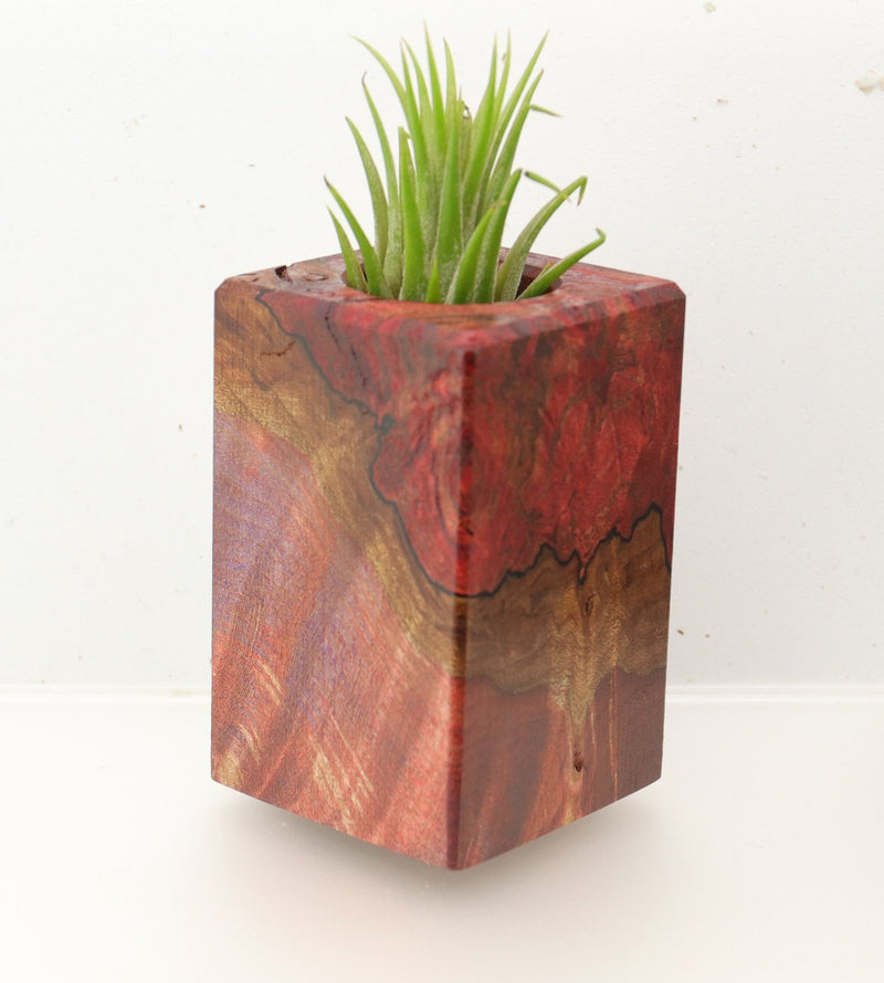 Wood Burl  Air Plant Holder - Pat (Wood Burl, 695990)