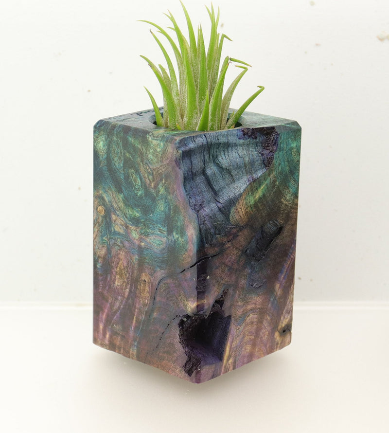 Wood Burl  Air Plant Holder - Jaclyn (Wood Burl, 695991)