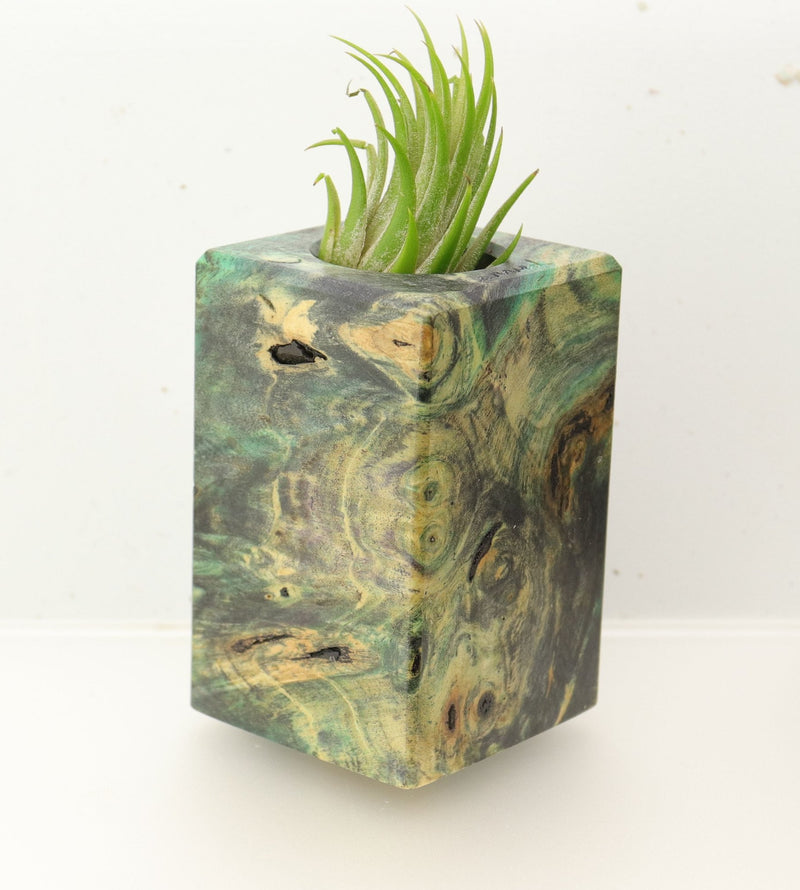 Wood Burl  Air Plant Holder - Devon (Wood Burl, 695992)