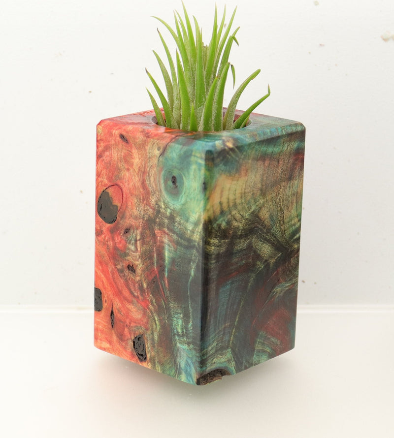 Wood Burl  Air Plant Holder - Lucile (Wood Burl, 695993)