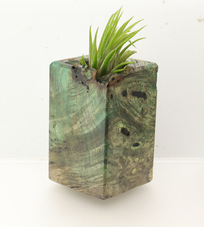 Wood Burl  Air Plant Holder - Hazel (Wood Burl, 695994)