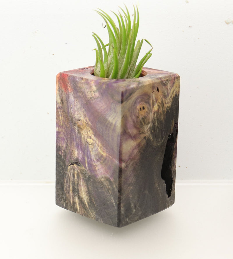 Wood Burl  Air Plant Holder - Jessie (Wood Burl, 695997)