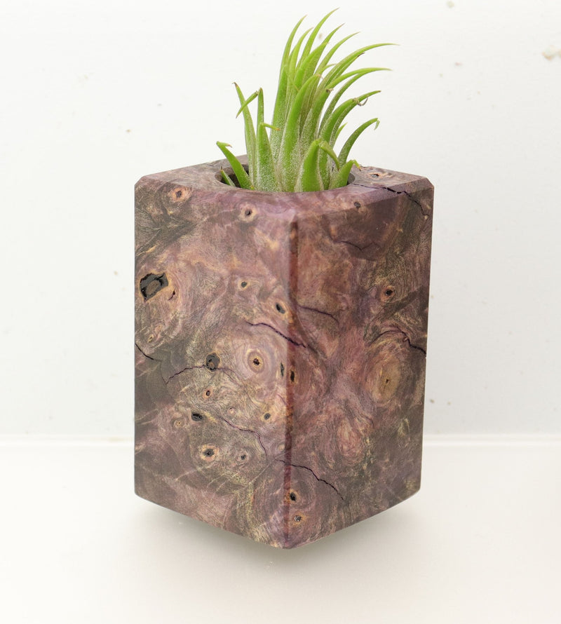 Wood Burl  Air Plant Holder - Pam (Wood Burl, 695999)