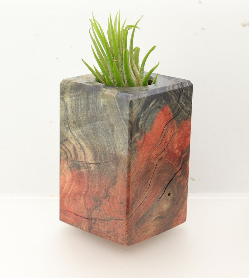 Wood Burl  Air Plant Holder - Bernadette (Wood Burl, 696000)