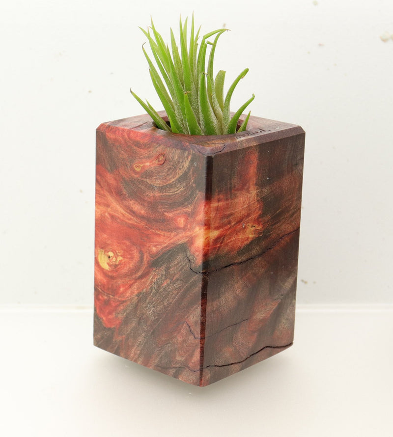 Wood Burl  Air Plant Holder - Connie (Wood Burl, 696001)