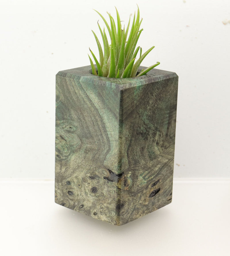 Wood Burl  Air Plant Holder - Tamika (Wood Burl, 696002)