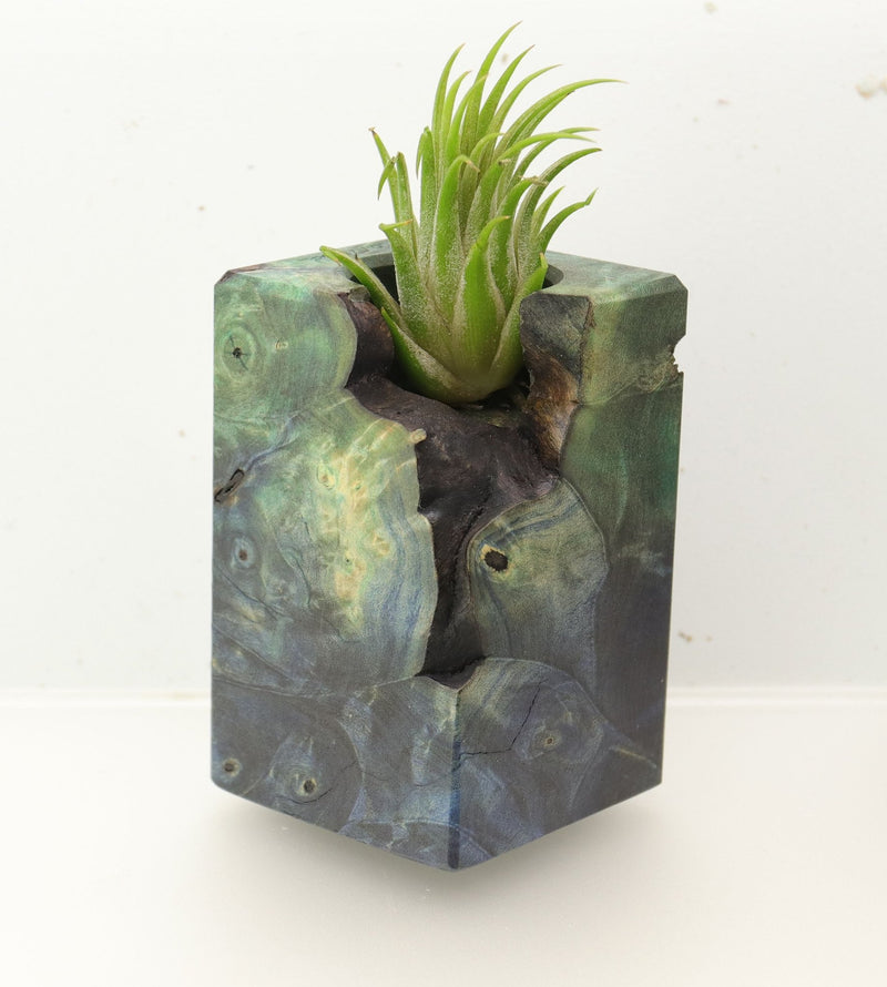 Wood Burl  Air Plant Holder - Ora (Wood Burl, 696003)