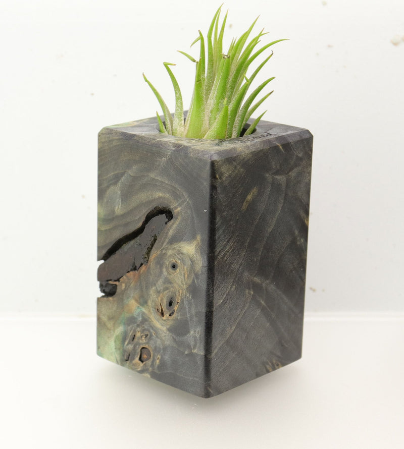 Wood Burl  Air Plant Holder - Jadyn (Wood Burl, 696004)