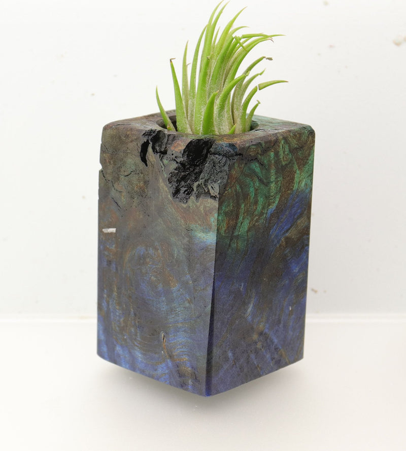 Wood Burl  Air Plant Holder - Wren (Wood Burl, 696005)