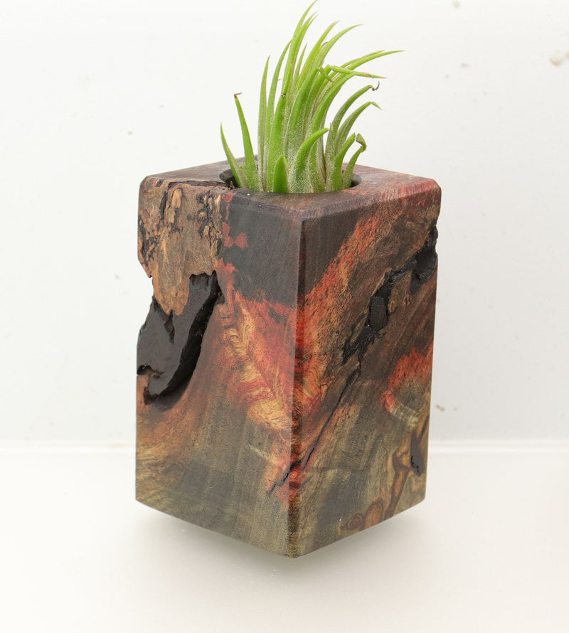 Wood Burl  Air Plant Holder - Hattie (Wood Burl, 696006)