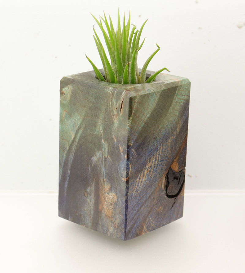 Wood Burl  Air Plant Holder - Giuliana (Wood Burl, 696008)