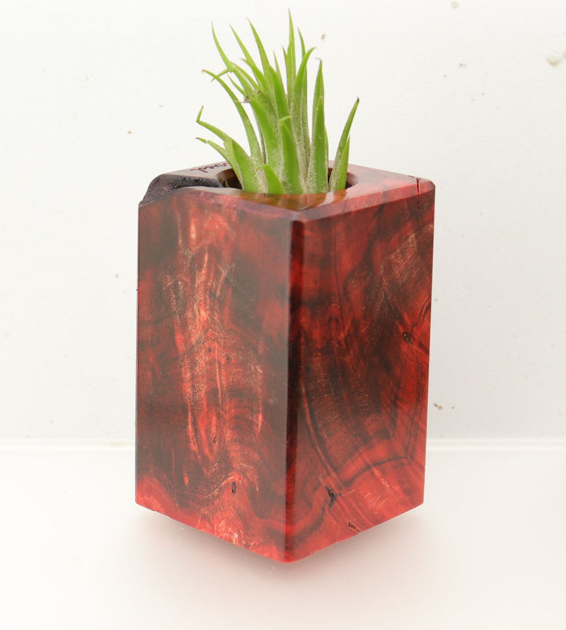 Wood Burl  Air Plant Holder - Collins (Wood Burl, 696009)