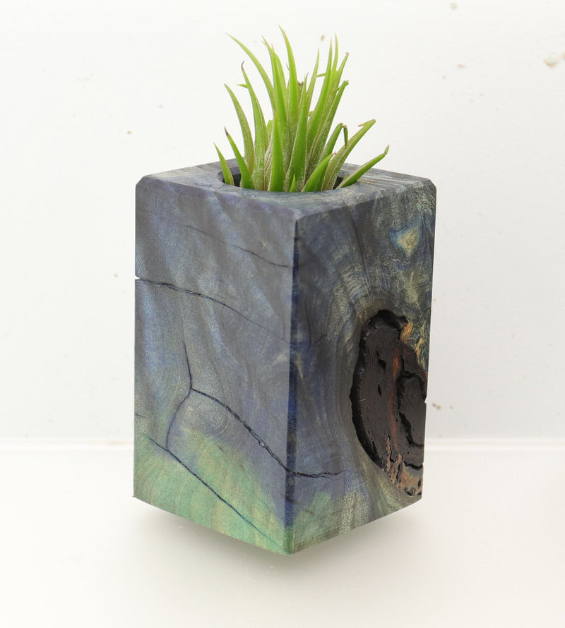 Wood Burl  Air Plant Holder - Bella (Wood Burl, 696010)