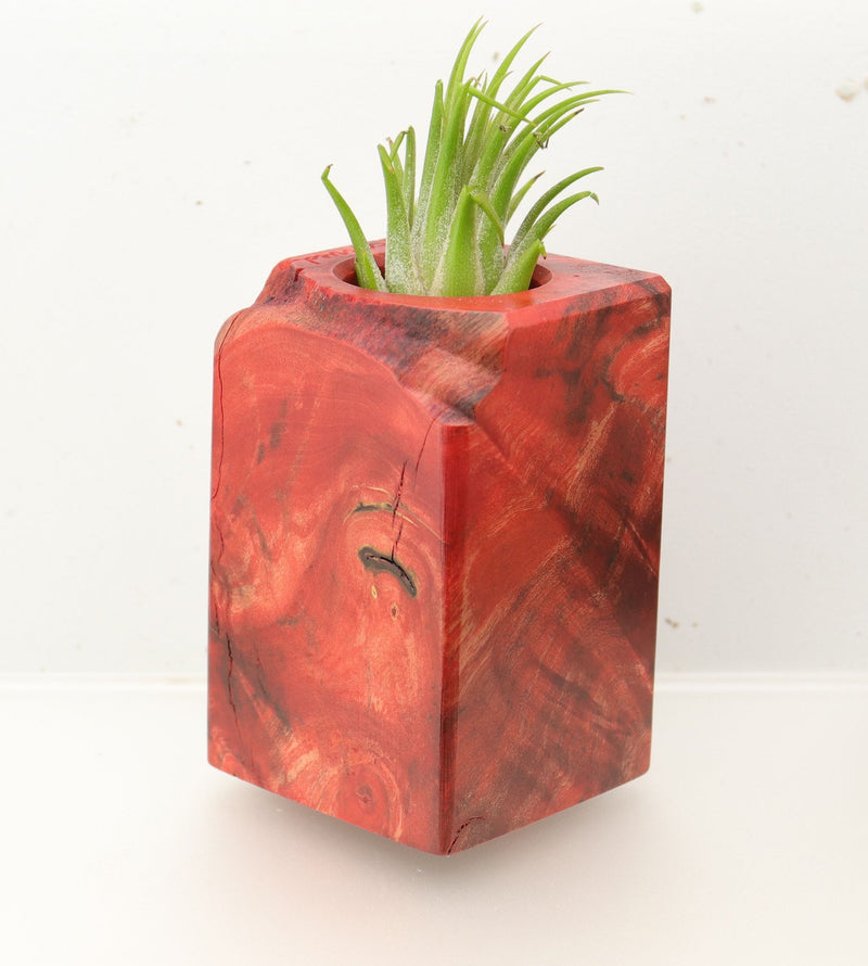 Wood Burl  Air Plant Holder - Kathi (Wood Burl, 696011)