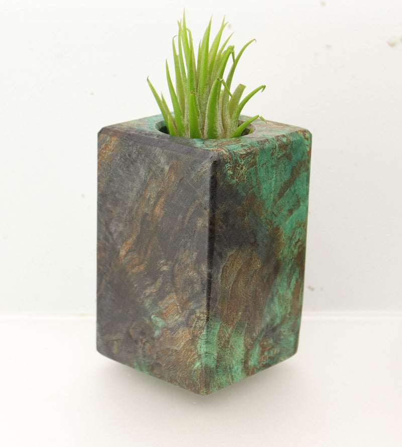 Wood Burl  Air Plant Holder - Jaelyn (Wood Burl, 696012)