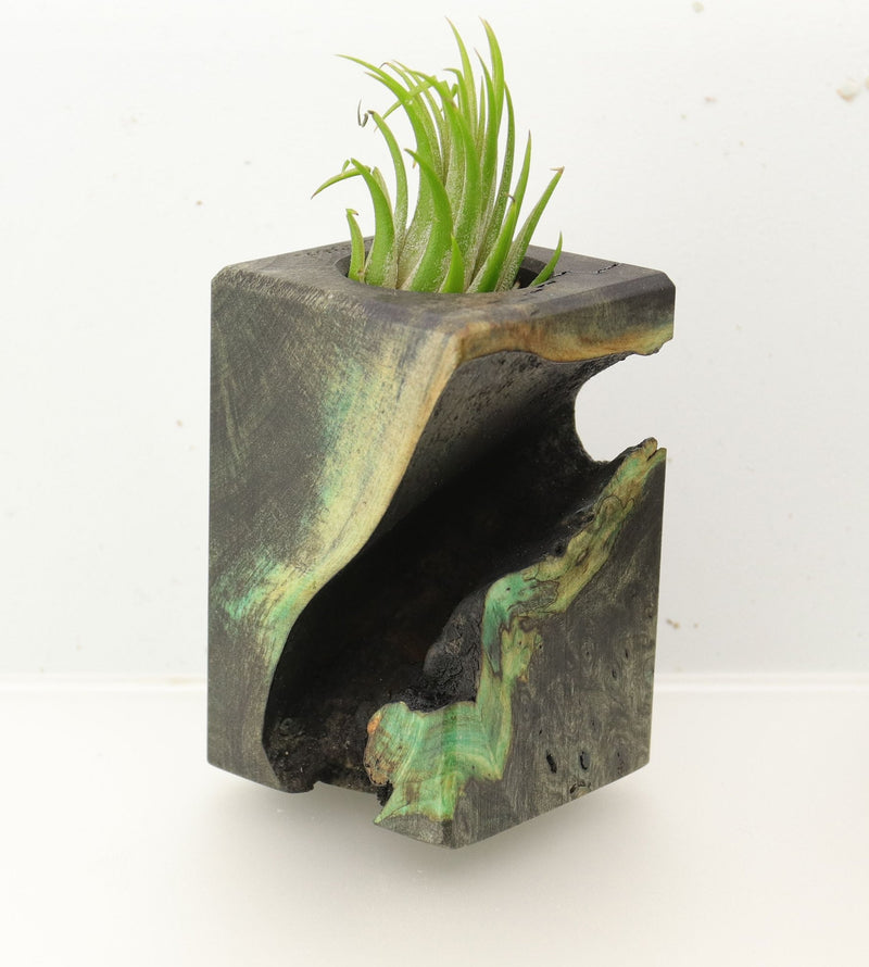 Wood Burl  Air Plant Holder - Jayla (Wood Burl, 696013)