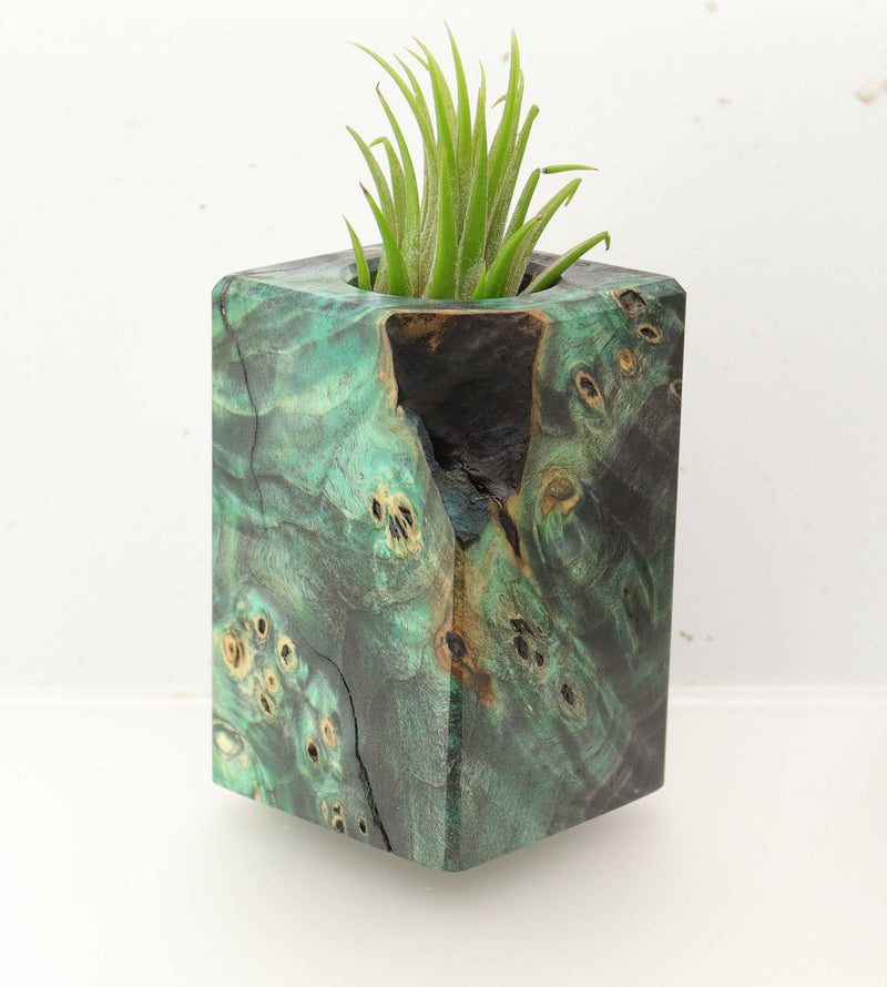 Wood Burl  Air Plant Holder - Kirk (Wood Burl, 696014)