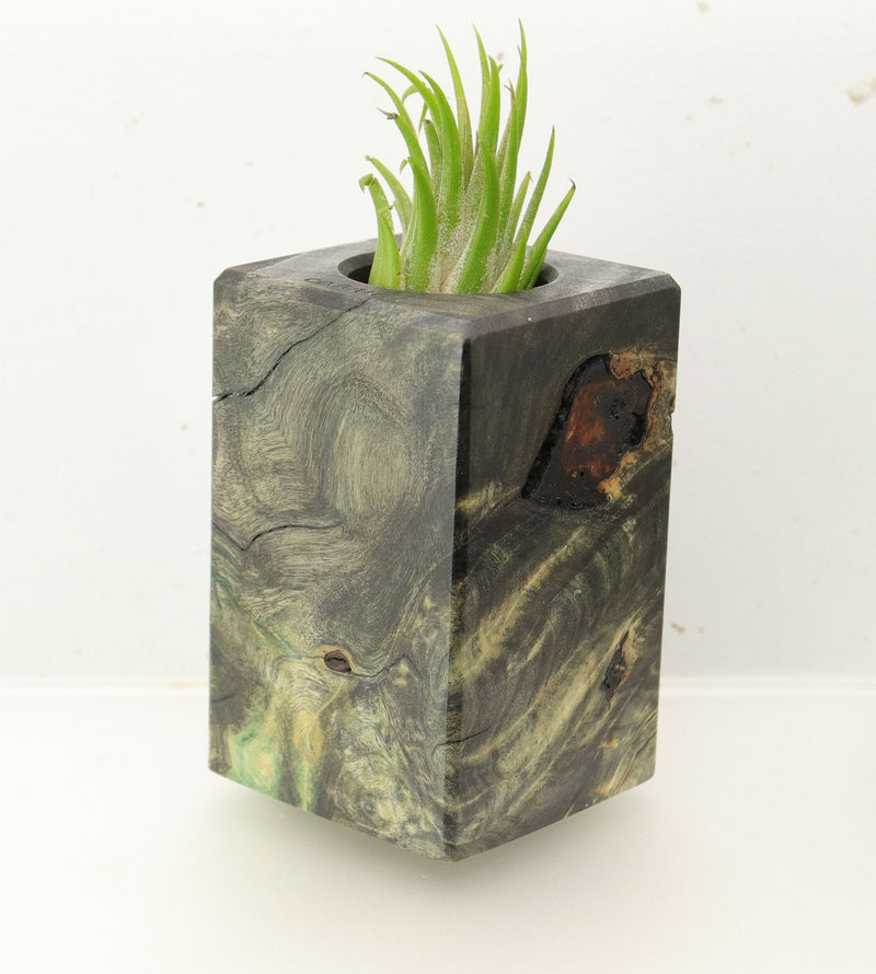 Wood Burl  Air Plant Holder - Marlon (Wood Burl, 696017)