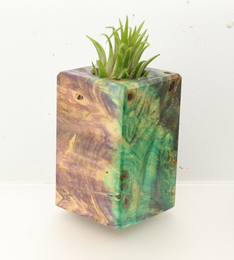 Wood Burl  Air Plant Holder - Gloria (Wood Burl, 696018)